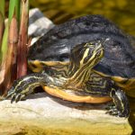 , Dirk Liesch [CC BY 4.0 (https://creativecommons.org/licenses/by/4.0)]