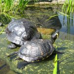 Botanischer Garten Chemnitz lebenswertes Chemnitz
