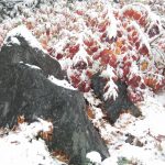 , Dirk Liesch [CC BY 4.0 (https://creativecommons.org/licenses/by/4.0)]