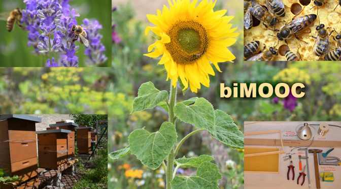 biMOOC – Projekt durch Chemnitzer Initiatoren