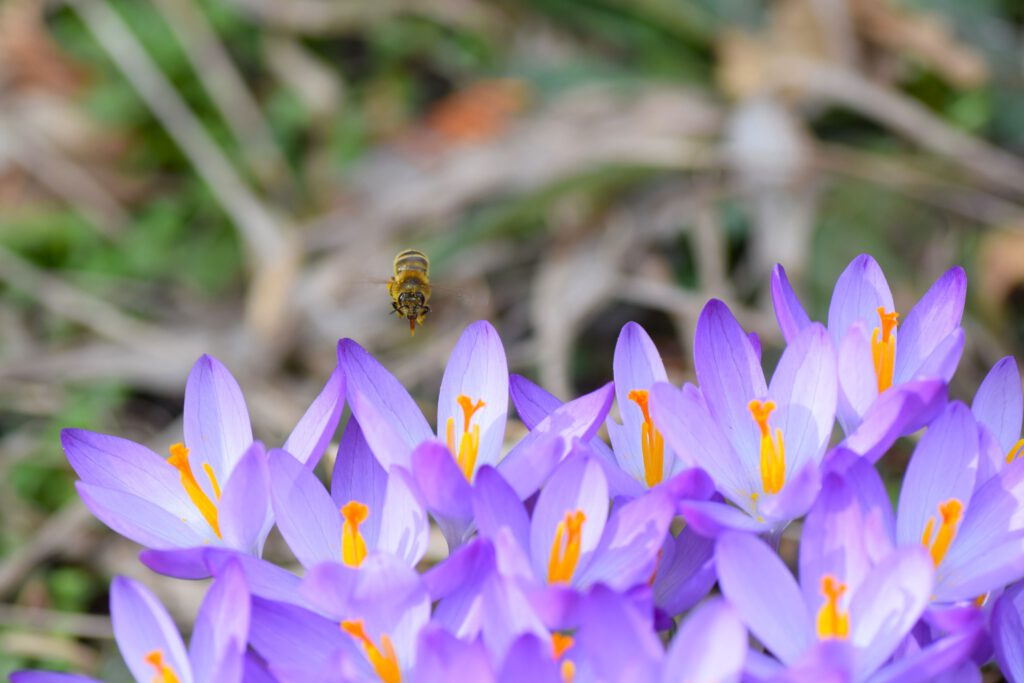 Biene im Anflug auf Wildkrokusse / Elfenkrokusse