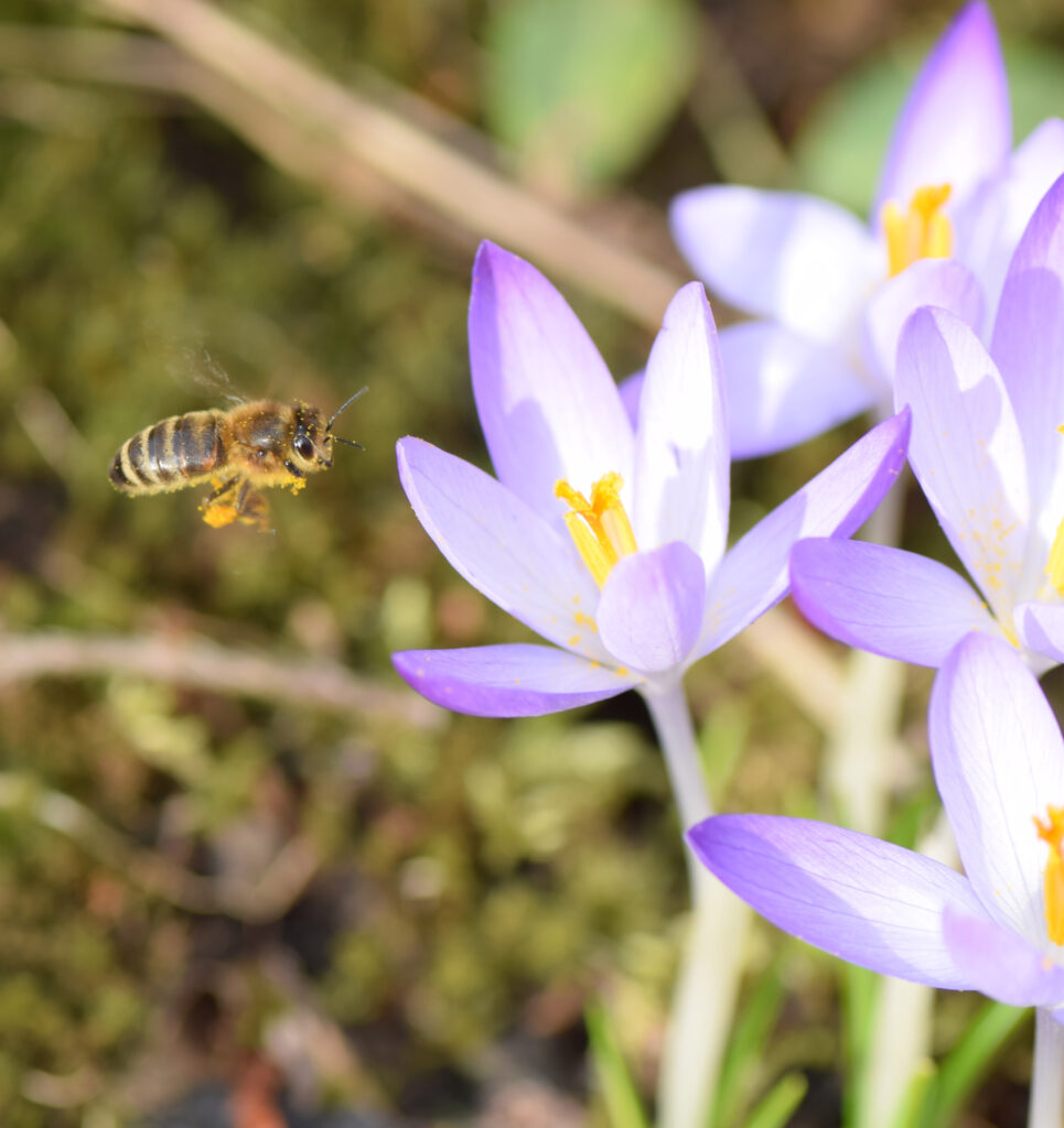Biene mit Pollen an Elfenkrokus 
