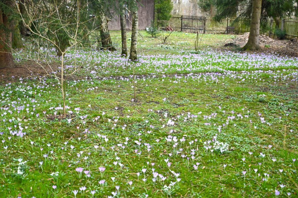 Elfenkrokus Wiese in Chemnitzer Garten